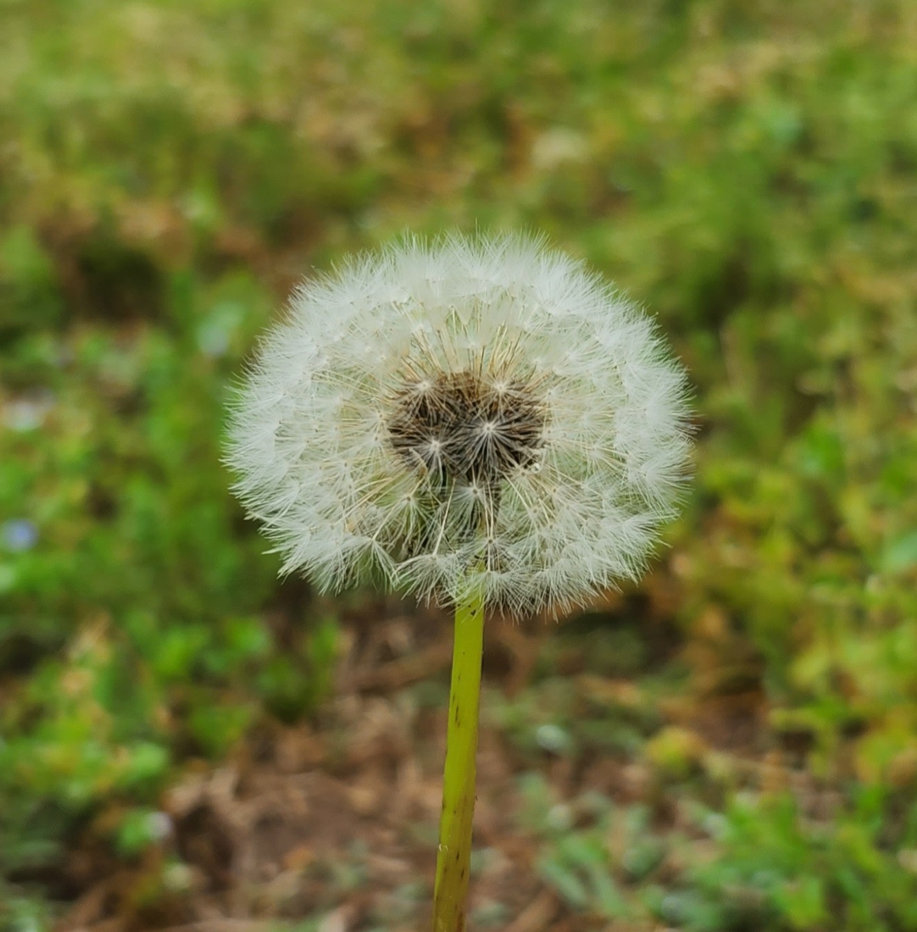 Dandelion Close-up in Springfield Missouri