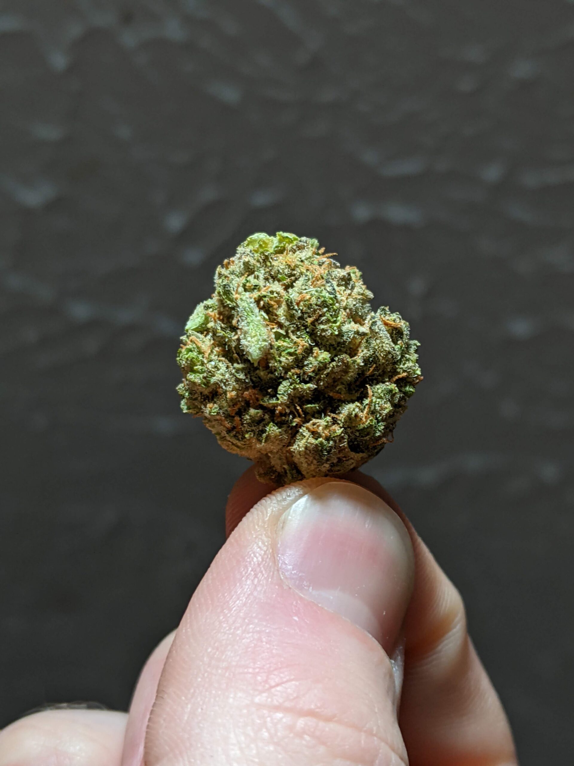 Marijuana Bud Close-up Photo